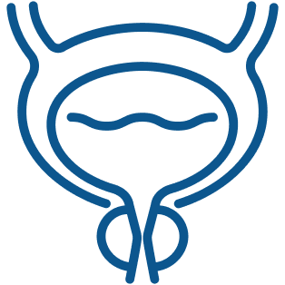 What Causes BPH Illustration of the bladder and prostate anatomy